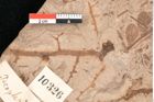 Foto (Detailansicht) von Podozamites malvernicus Ettingshausen (NHMW-GEO-2024-0188-10326)